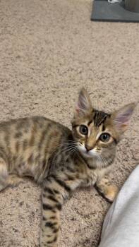 Rescue Domestic Short Hair Cats for Adoption in Rochester, Washington - Charlotte | PetCurious