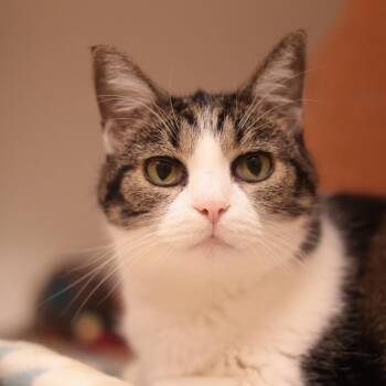 Domestic Short Hair Cats Available for Adoption - Lilly Lilac | PetCurious