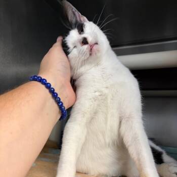 Bertha Lee -  Domestic Short Hair Cat Available for Adoption in Newport, North Carolina - Bertha Lee | PetCurious