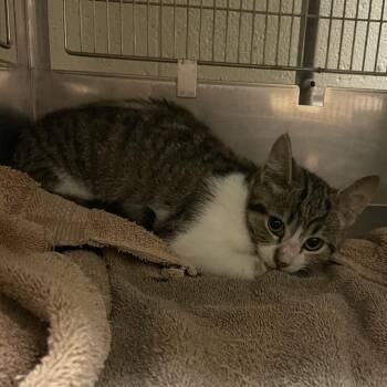 Riley -  Domestic Short Hair Cat for Adoption in Bristol, Indiana - Riley | PetCurious