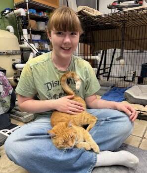 Charlie a Big Love -  Tabby Cat for Adoption in Eagle Point, Oregon - Charlie A Big Love | PetCurious