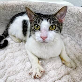 Big Boy -  Domestic Short Hair Cat for Adoption in Lyndhurst, Virginia - Big Boy | PetCurious