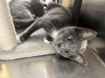 Milli -  Domestic Short Hair Cat for Adoption in Hazlet, New Jersey - Milli | PetCurious