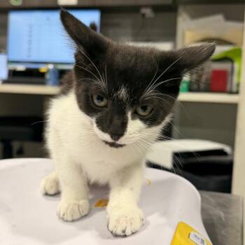 Sierra -  Domestic Short Hair Cat for Adoption in Tampa, Florida - Sierra | PetCurious