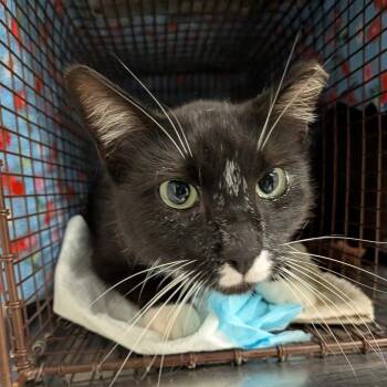 Domestic Medium Hair Cats Available for Adoption in Redwood City, California - Flotsam | PetCurious