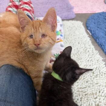 Tanner -  Domestic Short Hair Cat for Adoption in Woodbury, New Jersey - Tanner | PetCurious