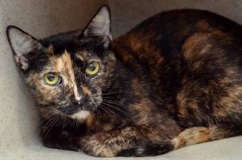 Sriracha -  Domestic Short Hair Cat for Adoption in Sanford, Florida - Sriracha | PetCurious