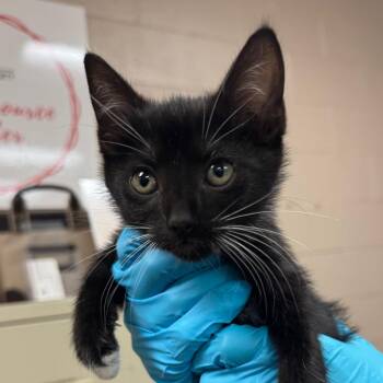 Genevieve -  Domestic Short Hair Cat for Adoption in Birmingham, Alabama - Genevieve | PetCurious
