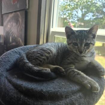 Feyre -  Domestic Short Hair Cat for Adoption in Newcastle, Oklahoma - Feyre | PetCurious