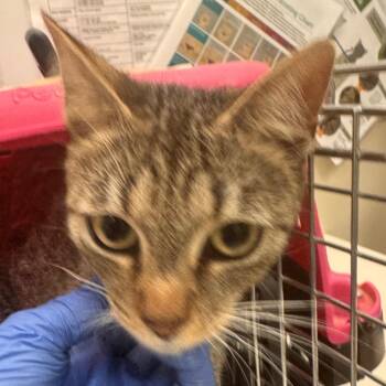 Domestic Short Hair Cats Available for Adoption in Lynchburg, Virginia - Boba | PetCurious