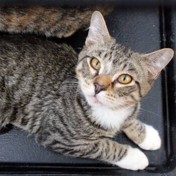 Rescue Domestic Short Hair Cats for Adoption in Redlands, California - Sokko | PetCurious