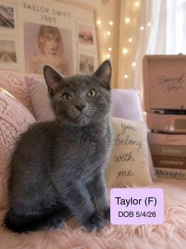 Taylor -  Domestic Short Hair and Russian Blue Cat for Adoption in Vacaville, California - Taylor | PetCurious