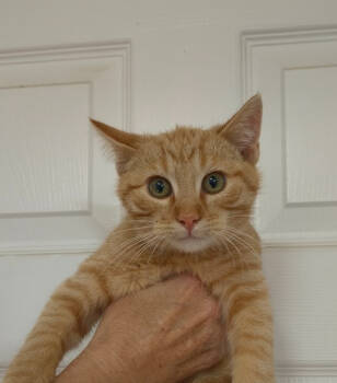 Rescue Domestic Short Hair Cats for Adoption in Bolivar, Missouri - Kroger | PetCurious