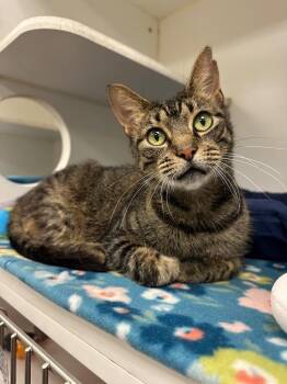 Crystal (Pamelas) -  Domestic Short Hair Cat for Adoption in Johnson City, Tennessee - Crystal (Pamelas) | PetCurious