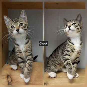 Rescue Domestic Short Hair Cats for Adoption in Winnipeg, Manitoba - Chuck | PetCurious