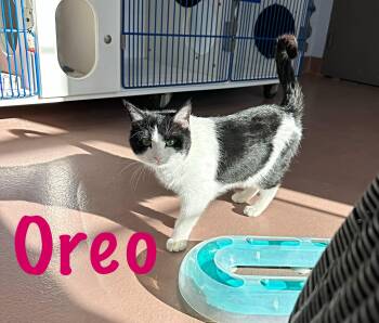 Domestic Medium Hair Cats Available for Adoption - Oreo | PetCurious