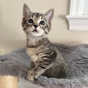 Terra -  Domestic Short Hair Cat for Adoption in Harrisonburg, Virginia - Terra | PetCurious