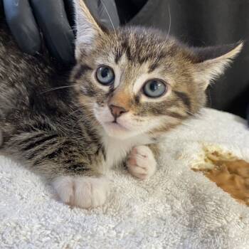 Rescue Domestic Short Hair Cats for Adoption in Taos, New Mexico - Abuelita | PetCurious