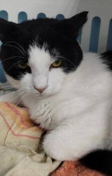 Simone - Center -  Domestic Short Hair Cat for Adoption in Oakland Park, Florida - Simone - Center | PetCurious