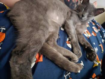 Frosted Animal Cracker -  Domestic Medium Hair Cat for Adoption in Cleveland, Ohio - Frosted Animal Cracker | PetCurious