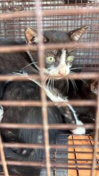 A661116 -  Domestic Short Hair Cat for Adoption in Houston, Texas - A661116 | PetCurious