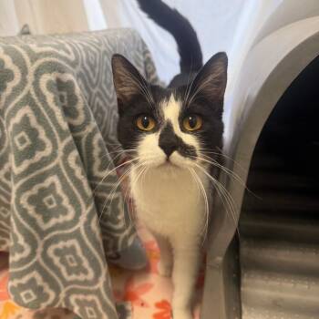 Jill -  Domestic Short Hair Cat for Adoption in Fort Bragg, California - Jill | PetCurious