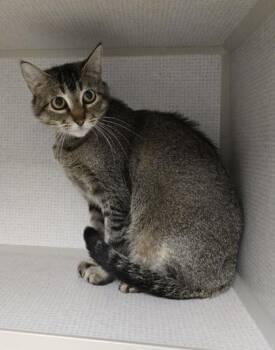 Tillie -  Domestic Short Hair Cat for Adoption in East Brookfield, Massachusetts - Tillie | PetCurious