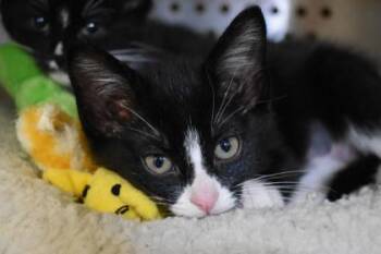 Petit Lapin -  Domestic Medium Hair and Domestic Short Hair Cat for Adoption in Kansas City, Missouri - Petit Lapin | PetCurious