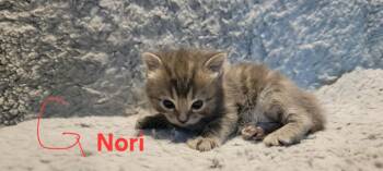 Nori -  Domestic Short Hair Cat for Adoption in Deltona, Florida - Nori | PetCurious