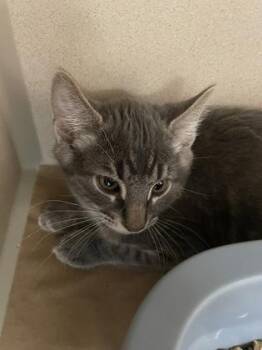 Bubbles -  Domestic Long Hair and Domestic Short Hair Cat for Adoption in Bellevue, Washington - Bubbles | PetCurious