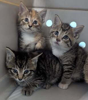 Dover -  Domestic Short Hair Cat for Adoption in Evansville, Indiana - Dover | PetCurious