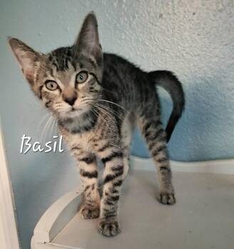 Basil #mr-charming -  Tabby and Domestic Short Hair Cat for Adoption in Houston, Texas - Basil #mr-charming | PetCurious