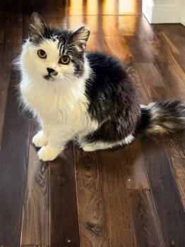 Rescue Domestic Long Hair Cats for Adoption in Nashville, Tennessee - Augusta | PetCurious
