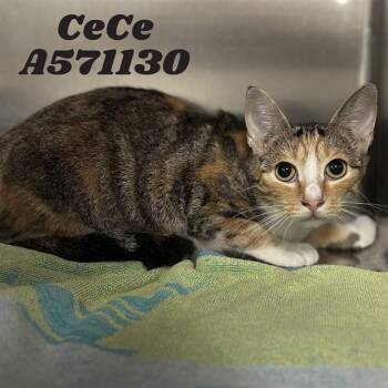 CECE -  Domestic Short Hair Cat for Adoption - CECE | PetCurious