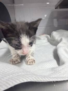 Domestic Medium Hair and Domestic Short Hair Cats Available for Adoption in Gastonia, North Carolina - Bernard | PetCurious