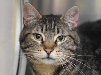 Dana -  Domestic Short Hair Cat for Adoption in Portland, Oregon - Dana | PetCurious