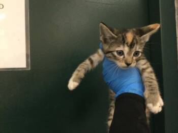 A1926956 -  Domestic Short Hair Cat for Adoption in Thousand Palms, California - A1926956 | PetCurious