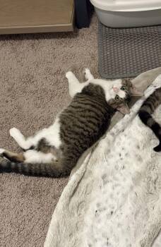 Glitch 2 -  Domestic Short Hair Cat Available for Adoption in Tucson, Arizona - Glitch 2 | PetCurious