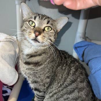 Domestic Short Hair Cats Available for Adoption in Austin, Texas - Sounds From Pandora | PetCurious