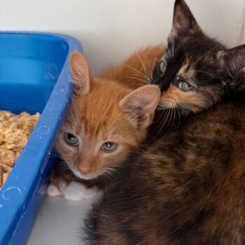 Benny -  Domestic Short Hair Cat for Adoption in Port Richey, Florida - Benny | PetCurious