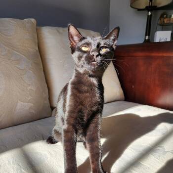 Ruby-- courtesy listing -  Domestic Short Hair Cat for Adoption in Concord, North Carolina - Ruby-- Courtesy Listing | PetCurious