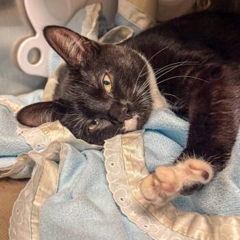 Domestic Short Hair Cats Available for Adoption in Kennebunk, Maine - Penny | PetCurious