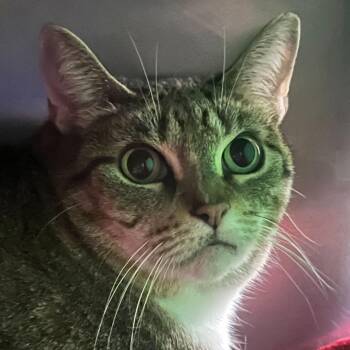 Domestic Short Hair Cats Available for Adoption in Owosso, Michigan - George | PetCurious