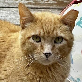 Mitchell - Big Handsome Dude -  Tabby Cat for Adoption in Hoquiam, Washington - Mitchell - Big Handsome Dude | PetCurious