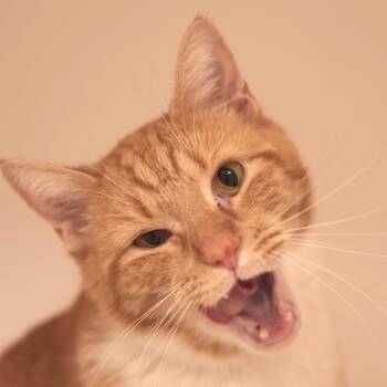 Rich -  Domestic Short Hair Cat for Adoption in Philadelphia, Pennsylvania - Rich | PetCurious