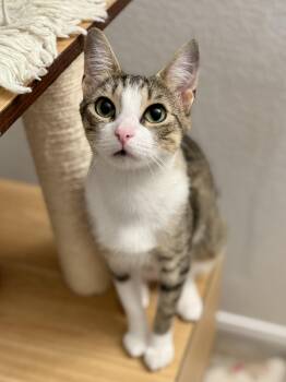 Dana -  Domestic Short Hair Cat for Adoption in Avondale Estates, Georgia - Dana | PetCurious