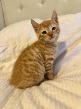 Rescue Domestic Short Hair Cats for Adoption in Mesa, Arizona - Peanut | PetCurious