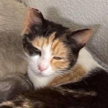 Dolley -  Domestic Short Hair Cat for Adoption in Jurupa Valley, California - Dolley | PetCurious