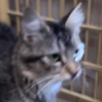 Daisy -  Domestic Short Hair Cat for Adoption in Midland, Texas - Daisy | PetCurious