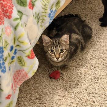 Pumpkin -  Domestic Short Hair Cat for Adoption in Valdosta, Georgia - Pumpkin | PetCurious